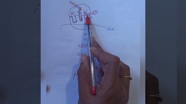 Translation In Eukaryotes | Termination | In Malayalam