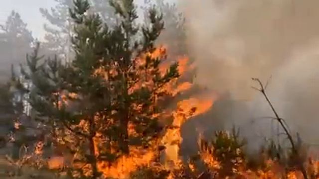 Пожар край село Кошарево смотреть онлайн