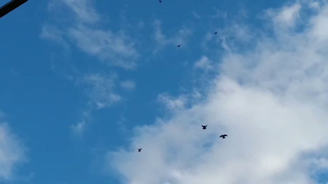 Голуби. 3.03.2021.