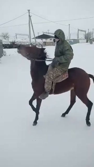 Англо-Араб !Жеребчик по имено «Сухарь» смотреть онлайн