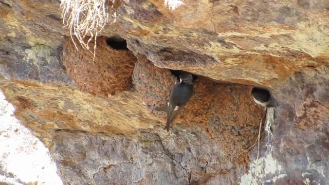 House Martins, Angus Coast 17/7/2014