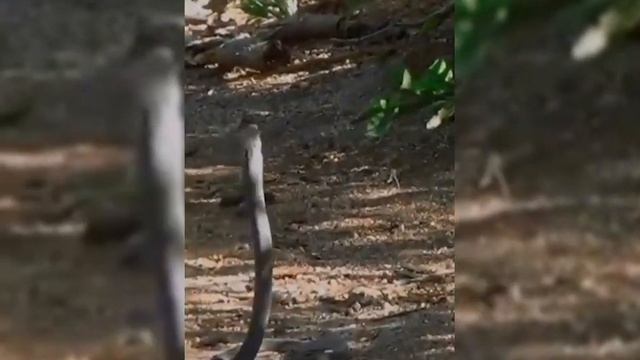 Black Mamba vs Mongoose strategies||educational#animallife #animals #wildlife #mongoosevssnake смотреть онлайн