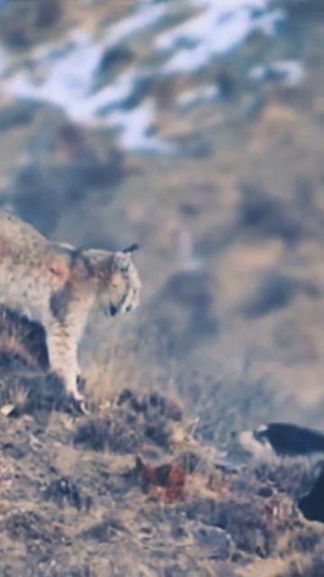 Lynx Vs Tibetan Mastiffs Fight #shorts #viralvideo #trandingshorts #ytshorts #lynx#mastiff