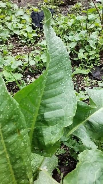 spring beauty смотреть онлайн