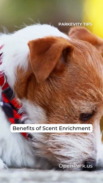 Parkevity Tips: Benefits of Scent Enrichment for Dogs | OpenPark.us смотреть онлайн