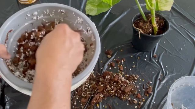 Philodendron Domesticum Variegated - Repot