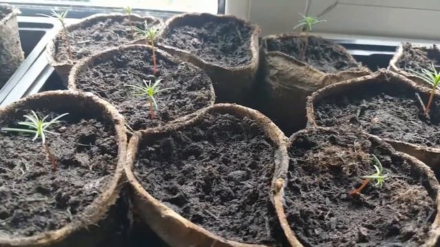 Growing Giant Sequoia Redwoods On My Windowsill Pt2