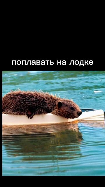 жизнь бобра смотреть онлайн