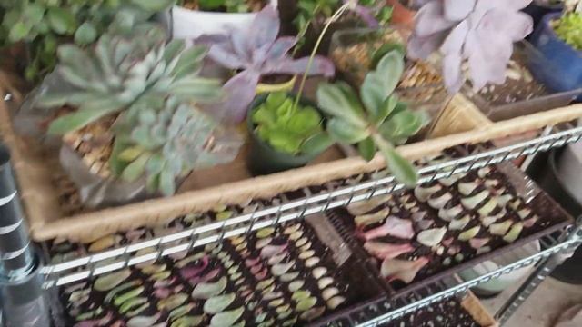 Garden Tour - 2017 Fall Garden Tour #2 смотреть онлайн