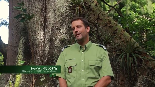 Lutte contre le Citrus greening (HLB) aux Antilles 25'36 смотреть онлайн