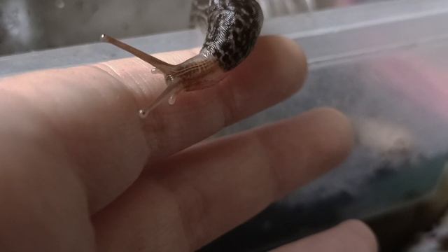 Dragon 2.0 (leopard slug/limax maximus) смотреть онлайн