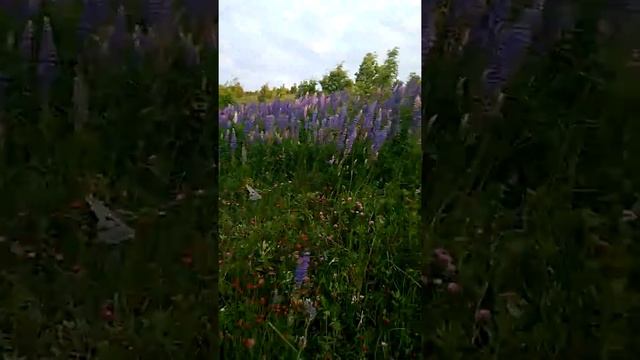 Люпины около дома. Томари. 09.07.19. смотреть онлайн
