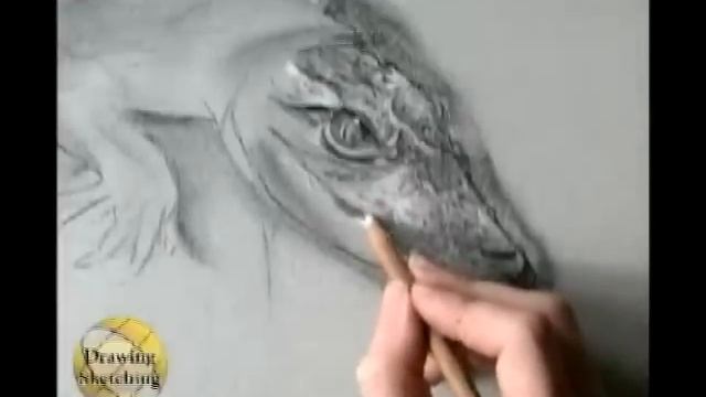 How to draw animals : Alligator in charcoal and chalk (part 4 of 6) смотреть онлайн