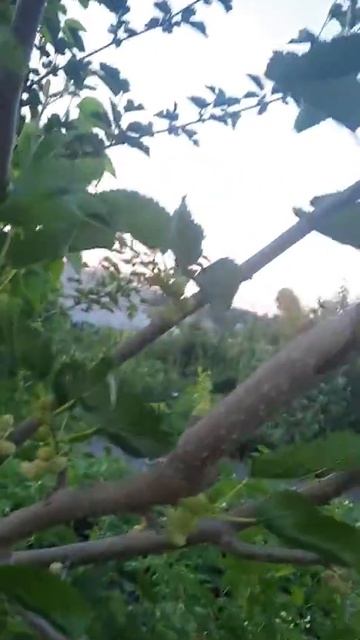 Мелкая белая шелковица. прививка, 4-й год... смотреть онлайн