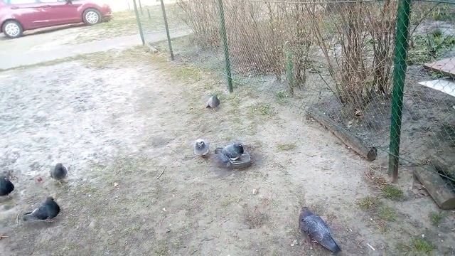 Весенние голубиные ванны))) смотреть онлайн