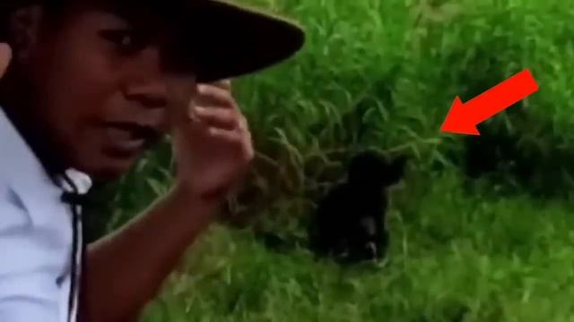 Ребята встретили в поле какое-то существо.