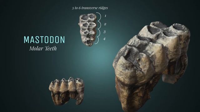 MastodonTooth смотреть онлайн