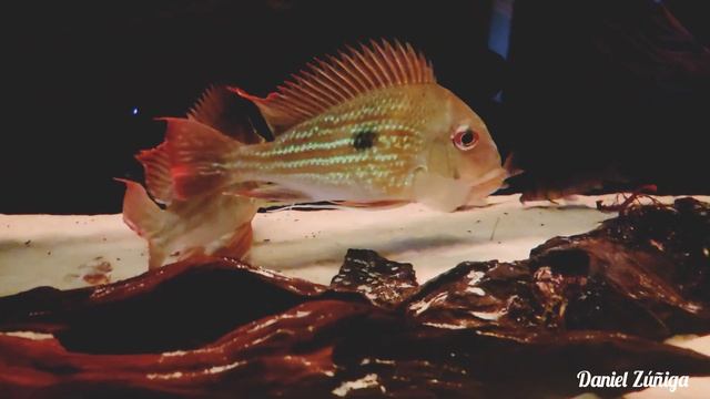 Geophagus Winemilleri смотреть онлайн
