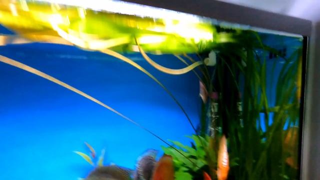 Discus Fish Tank Plants - Tips and advice for keeping and growing plants in a Discus Aquarium смотреть онлайн