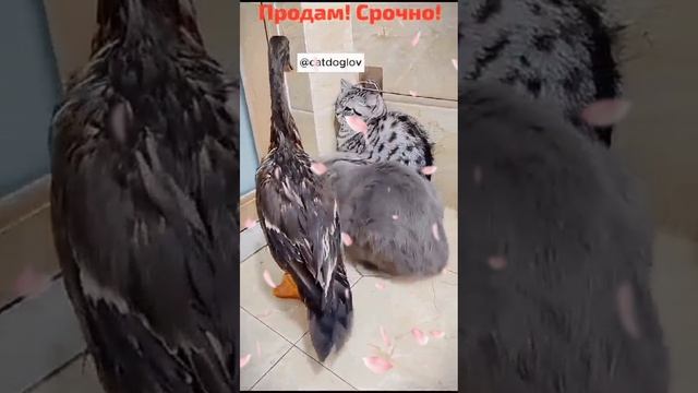 смотри смотри! (4 часть)