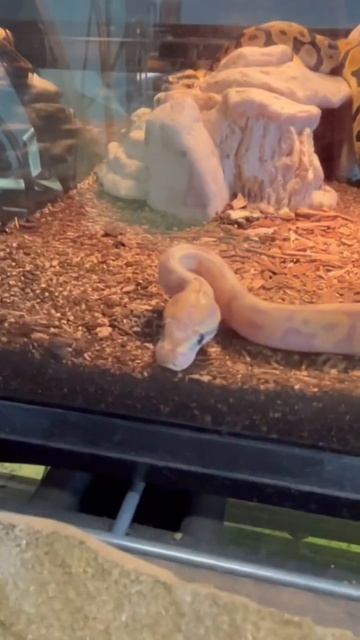 ZOO KEEPER EXOTIC PETS#viral #viralvideo #shortsvideo #trending #exotic#shortsvideo #reptiles смотреть онлайн