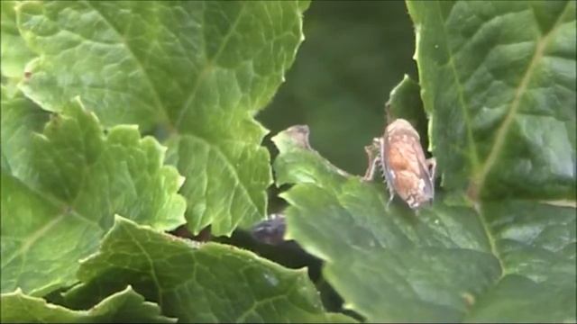 Zwei Strauchzirpen leafhoppers copula смотреть онлайн