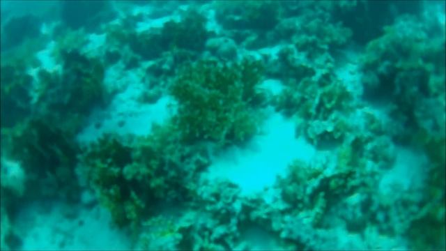 Red Sea - Sharm El-Sheikh, Egypt смотреть онлайн