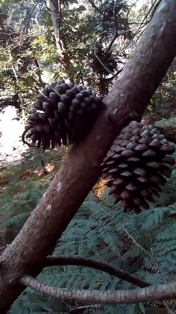 Сибирская кедровая сосна смотреть онлайн