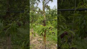 Нектарин , результат после обрезки при цветении