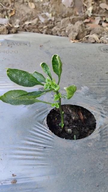 How to identify chilli plant affected by virus _ वाइरस से प्रभावित पौधा केसे पहचाने और उसका उपाय. смотреть онлайн