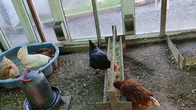 Профилактика курам.Жарим рыбку, а в зарослях неизвестный🤦🏻♀️Я испугалась.
