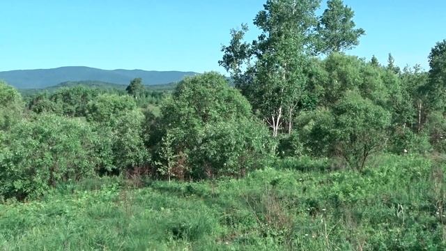 Лилейники цветут... смотреть онлайн