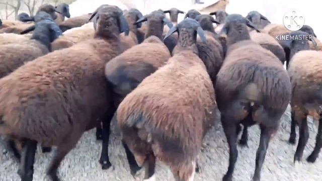 Гиссарские овцы, переярки, ярки. Гиссарские бараны. Хиссори койлар