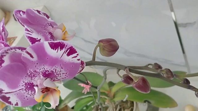 HOW TO GROW GORGEOUS ORCHID'S | TO MAKE BLOOM IN 1MONTH смотреть онлайн