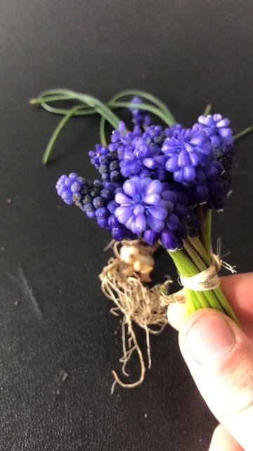 Dağ Sümbülü Yabani Sümbül Arap Sümbülü Muscari Faydaları Nelerdir Nasıl Kullanılır