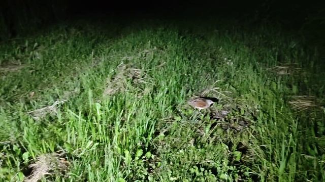 Re di quaglie (Crex crex) смотреть онлайн
