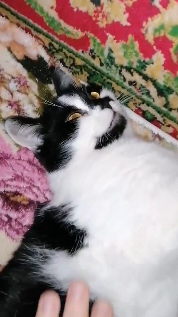 после стерилизации 😼 смотреть онлайн