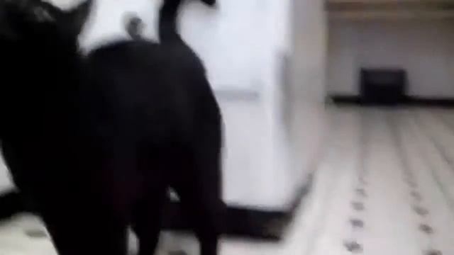 Приколы Кошки