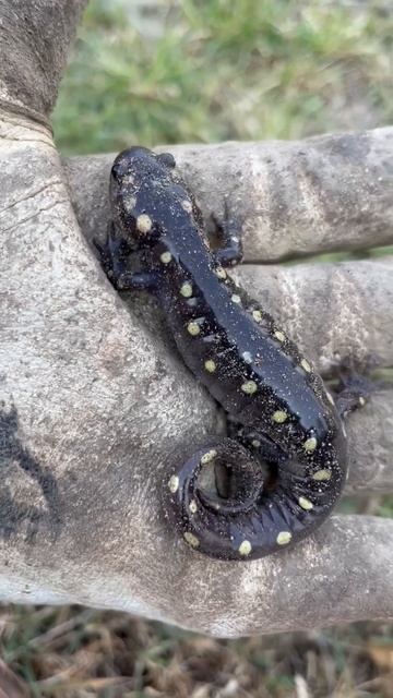 Accidentally unearthed this adorable yellow spotted salamander! #amphibian #herptile 🖤🦎💛
