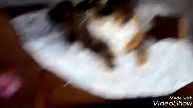 Короче говоря дом для кошки мяу смотреть онлайн