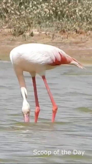 dancing flamingo #shorts #youtubeshorts смотреть онлайн