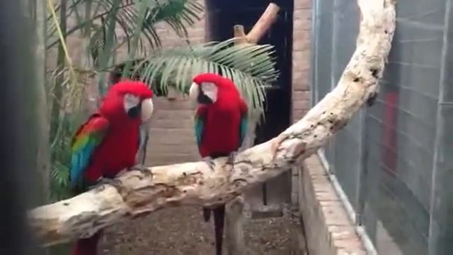 Угарные попугаи!!! РЭПЧИК! ЛОЛ! смотреть онлайн