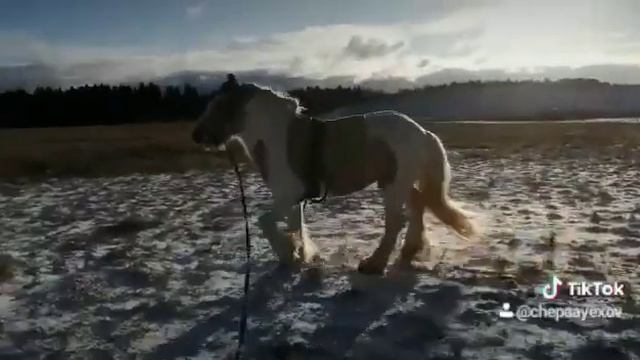 Приучение лошади к вальтрапу смотреть онлайн