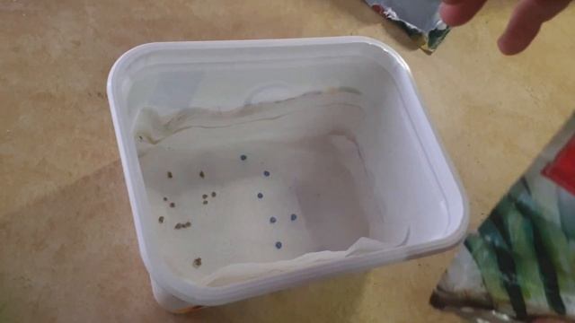 How to Germinate seeds in winter / Hoe om sade te ontkiem in die winter смотреть онлайн