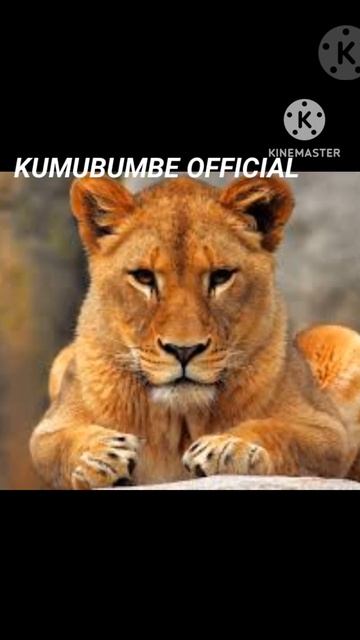 🛑A PACK OF 3 LIONS IS WAITING THE MONKEY DOWN THE TREES #bigcats