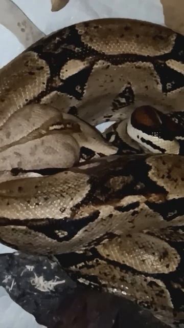 Female Boa смотреть онлайн