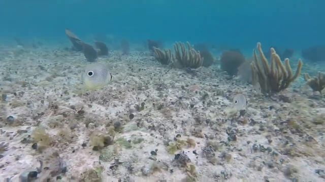 Getting Salty with Cilsick - The Four Eyed Butterfly Fish смотреть онлайн