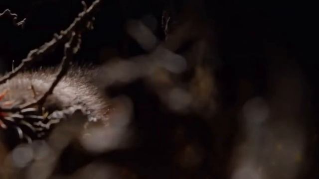 Qizil Kitobga Kiritilgan Hayvonlar // Turlari Yuqolib Bormoqda