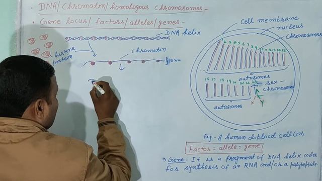 Chromatin/homologous chromosomes/genes/factors/alleles/gene locus/biology/NEET 2020 смотреть онлайн