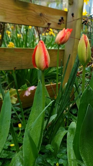 Tulip Time смотреть онлайн